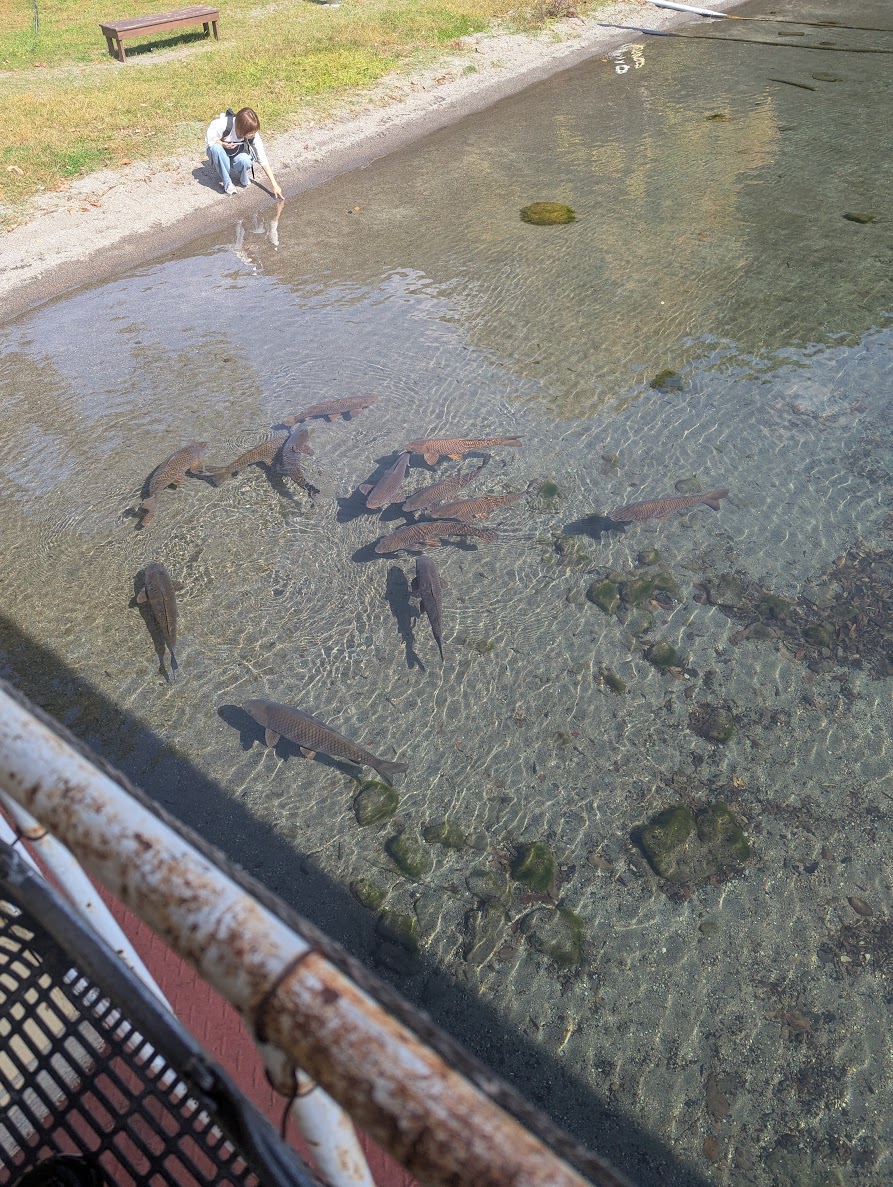 洞爺湖・中島の澄んだ水